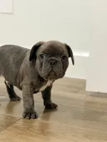 Batman, a male French Bulldog for sale in Ocala, FL – 3 of 5