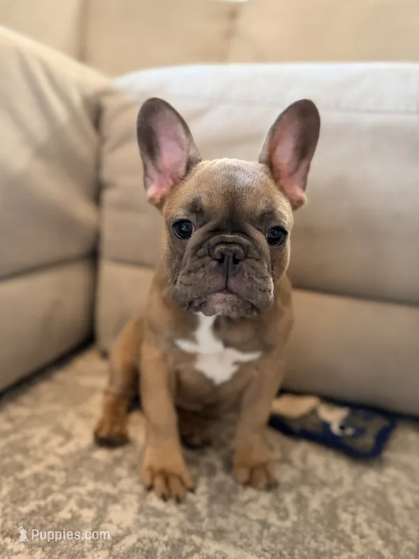 Robin  – French Bulldog puppy for sale in Ocala, FL