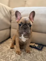Robin , a female French Bulldog for sale in Ocala, FL – 1 of 9