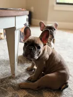 Robin , a female French Bulldog for sale in Ocala, FL – 3 of 9