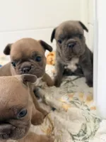 Batman, a male French Bulldog for sale in Ocala, FL – 5 of 5