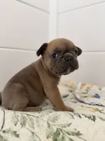 Robin , a female French Bulldog for sale in Ocala, FL – 6 of 7