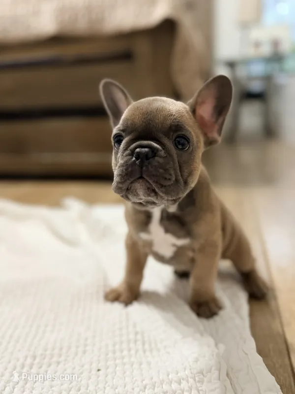Robin  – French Bulldog puppy for sale in Ocala, FL