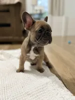 Robin , a female French Bulldog for sale in Ocala, FL – 7 of 7