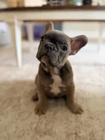Robin , a female French Bulldog for sale in Ocala, FL – 6 of 9
