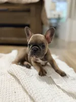 Robin , a female French Bulldog for sale in Ocala, FL – 2 of 7