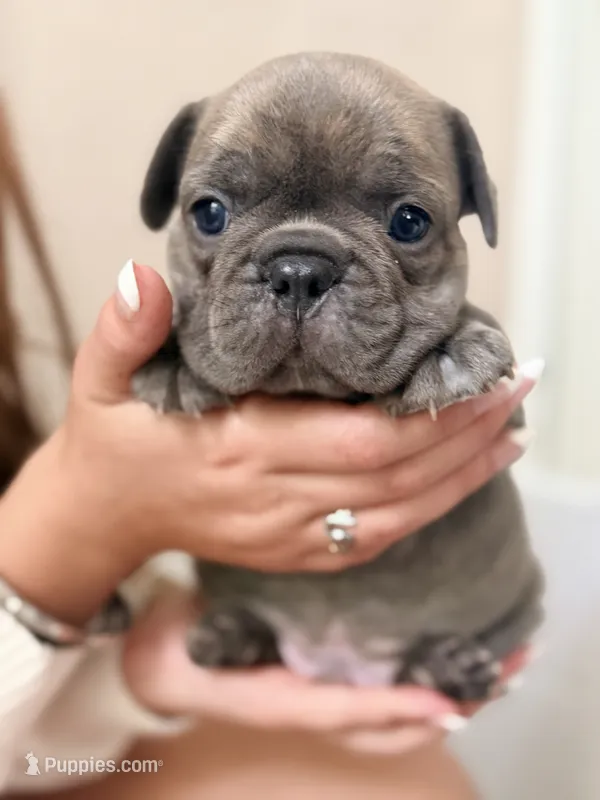 Batman – French Bulldog puppy for sale in Ocala, FL