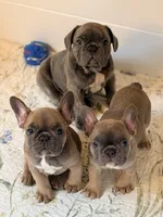 Batman, a male French Bulldog for sale in Ocala, FL – 2 of 5
