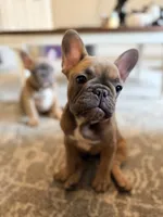 Robin , a female French Bulldog for sale in Ocala, FL – 4 of 9