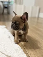 Robin , a female French Bulldog for sale in Ocala, FL – 4 of 7