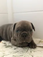Batman, a male French Bulldog for sale in Ocala, FL – 4 of 5