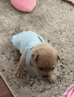 Buddy, a male French Bulldog and Pomeranian for sale in Plainfield, IL – 2 of 3