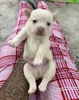 Leo , a male French Bulldog and Pomeranian for sale in Plainfield, IL – 2 of 2