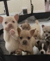Buddy, a male French Bulldog and Pomeranian for sale in Plainfield, IL – 3 of 3