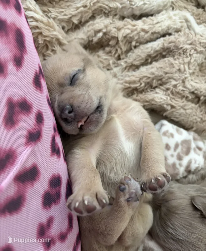 Buddy – French Bulldog, Pomeranian puppy for sale in Plainfield, IL