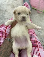 Snow, a female French Bulldog and Pomeranian for sale in Plainfield, IL – 2 of 2