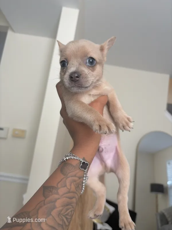 Scooby – French Bulldog, Pomeranian puppy for sale in Plainfield, IL
