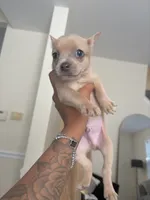 Scooby, a male French Bulldog and Pomeranian for sale in Plainfield, IL – 1 of 1