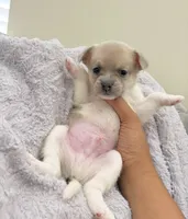 Rocky, a male French Bulldog and Pomeranian for sale in Plainfield, IL – 2 of 2