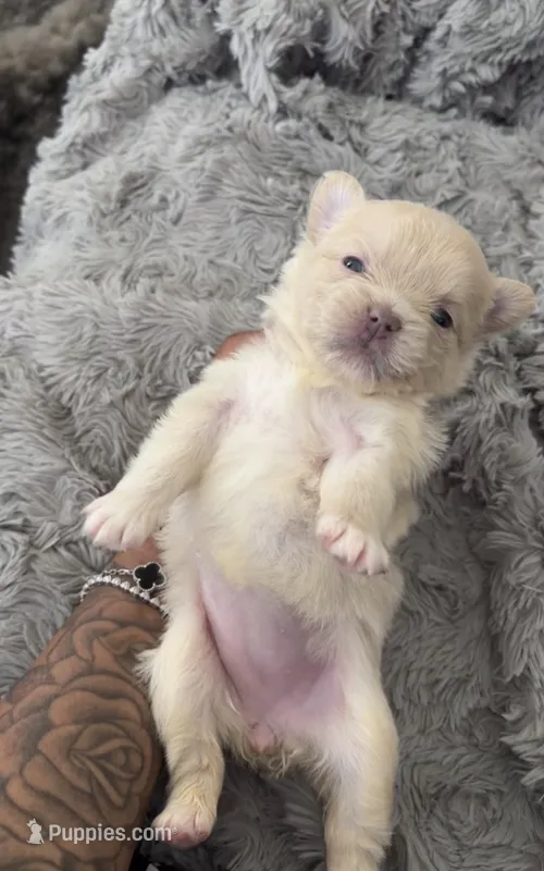 Snow – French Bulldog, Pomeranian puppy for sale in Plainfield, IL