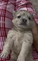 Ella, a female French Bulldog and Pomeranian for sale in Plainfield, IL – 1 of 3