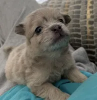 Ella, a female French Bulldog and Pomeranian for sale in Plainfield, IL – 2 of 3