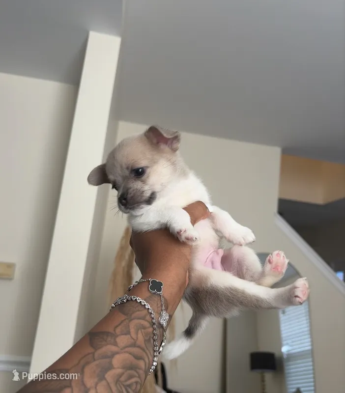Rocky – French Bulldog, Pomeranian puppy for sale in Plainfield, IL