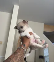 Rocky, a male French Bulldog and Pomeranian for sale in Plainfield, IL – 1 of 2