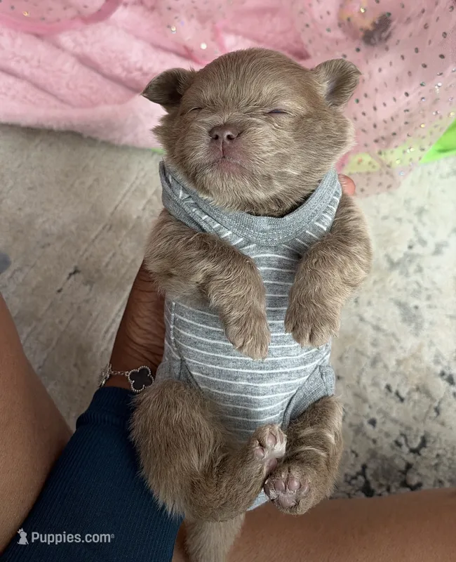 Bear – French Bulldog, Pomeranian puppy for sale in Plainfield, IL