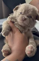 Bear, a male French Bulldog and Pomeranian for sale in Plainfield, IL – 2 of 3