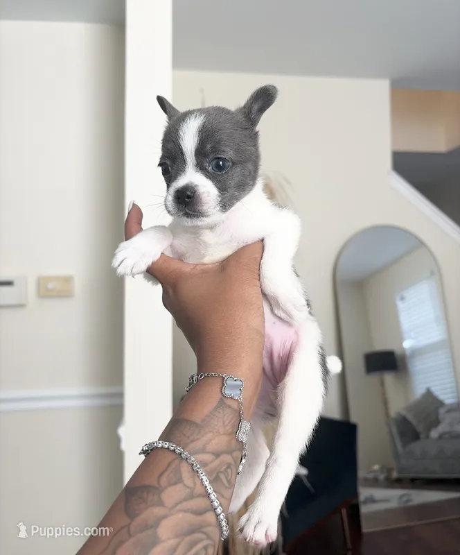 Nova – French Bulldog, Pomeranian puppy for sale in Plainfield, IL