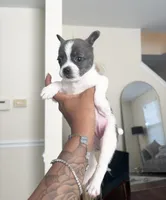 Nova, a female French Bulldog and Pomeranian for sale in Plainfield, IL – 1 of 1