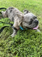 Tito, a male French Bulldog for sale in Lees Summit, MO – 7 of 7