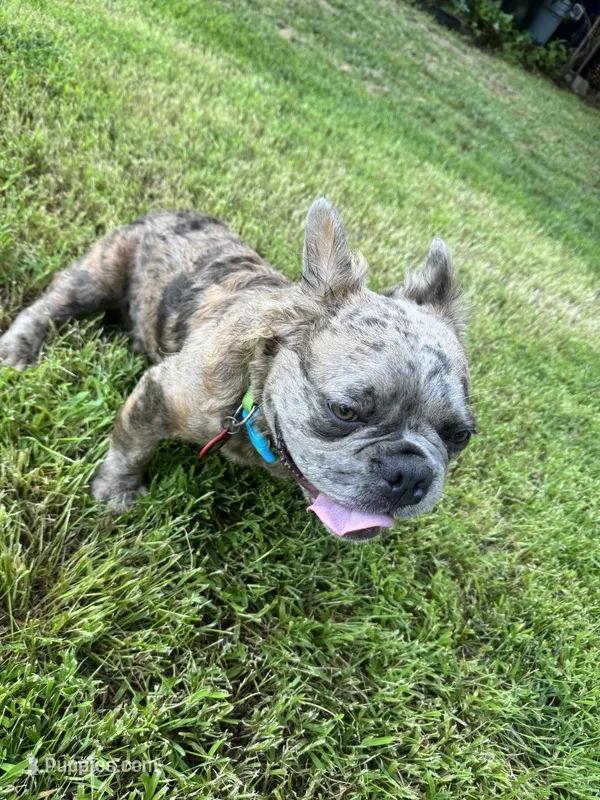 Tito – French Bulldog puppy for sale in Lees Summit, MO