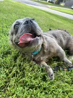 Tito, a male French Bulldog for sale in Lees Summit, MO – 5 of 7