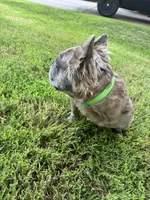 Tito, a male French Bulldog for sale in Lees Summit, MO – 4 of 7