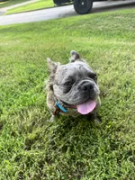 Tito, a male French Bulldog for sale in Lees Summit, MO – 6 of 7