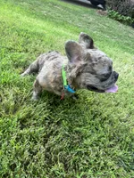 Tito, a male French Bulldog for sale in Lees Summit, MO – 3 of 7