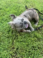 Tito, a male French Bulldog for sale in Lees Summit, MO – 2 of 7