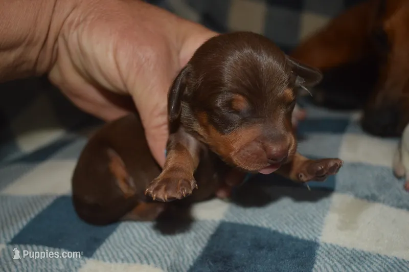 Chocolate Tan Male – Miniature Dachshund puppy for sale in Sylvia, KS