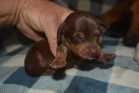 Chocolate Tan Male, a male Miniature Dachshund for sale in Sylvia, KS – 1 of 4