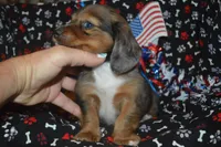 Dapple LH Male , a male Miniature Dachshund for sale in Sylvia, KS – 4 of 5