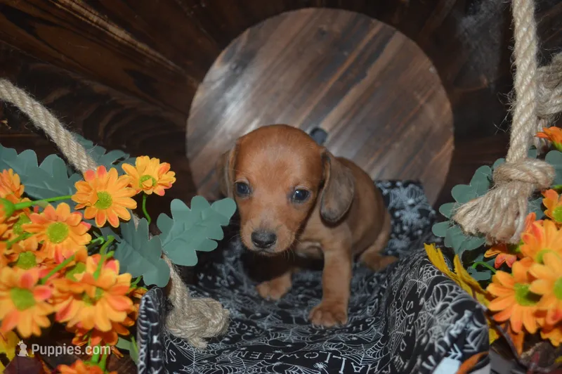 DAPPLE <Male  – Miniature Dachshund puppy for sale in Sylvia, KS