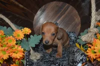 DAPPLE <Male , a male Miniature Dachshund for sale in Sylvia, KS – 1 of 8
