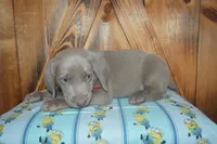 Silver Longhair Male , a male Weimaraner for sale in Sylvia, KS – 3 of 5