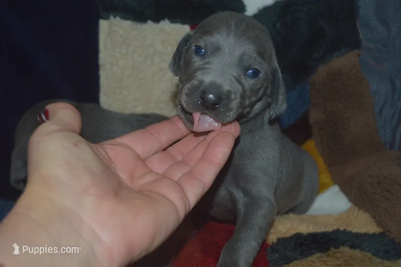 AKC Blue Male