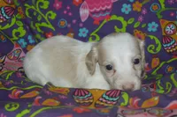 Pie AKC Male , a male Miniature Dachshund for sale in Sylvia, KS – Photo 4 of 5