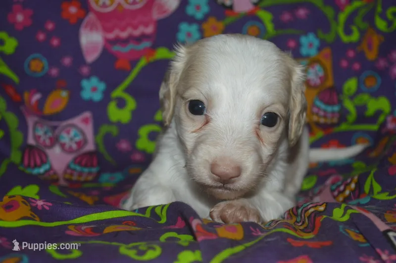 Pie AKC Male  – Miniature Dachshund puppy for sale in Sylvia, KS