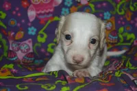 Pie AKC Male , a male Miniature Dachshund for sale in Sylvia, KS – Photo 1 of 5