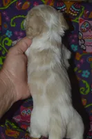 Pie AKC Male , a male Miniature Dachshund for sale in Sylvia, KS – Photo 2 of 5